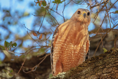 Red-shouldered Hawk