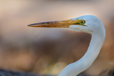 Egret Head Shot