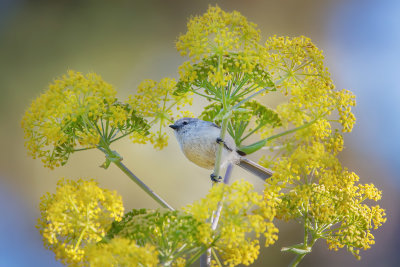 In the Flowers