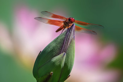 Red Dragonfly