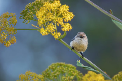 Bushtit