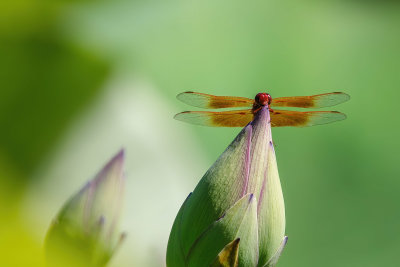 Red Dragonfly