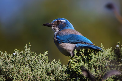 Scrub Jay