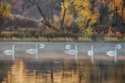 Autumn Morning