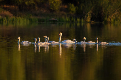 Swan Family Hang Out