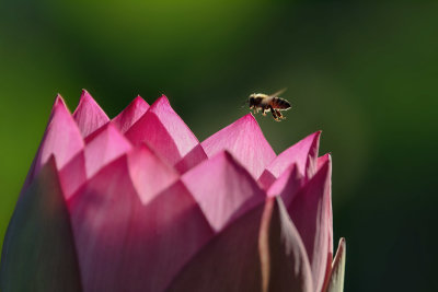 Bee on Lotus