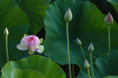 Lotus