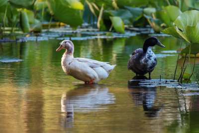 Ducks in the Lotus Pond