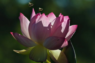 Lotus & Bees