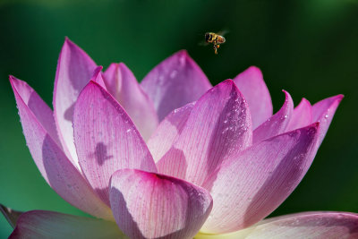Lotus & Bees