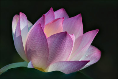 Lotus