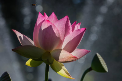 Waterlily