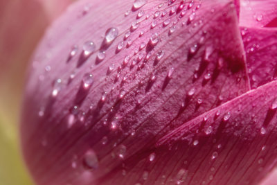 Droplets on Lotus