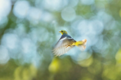 Flying Goldfinch