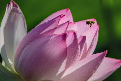 Waterlily & Bee