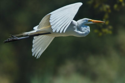 Great Egret 