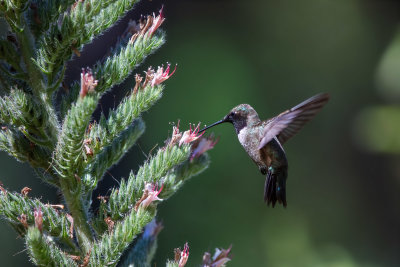 Hummer & Flowers