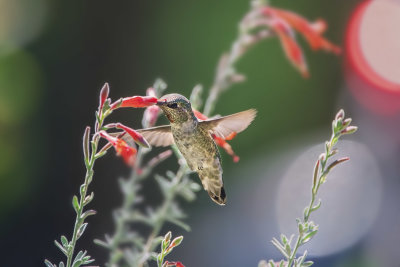 Hummer