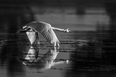 Mute Swan in Flight