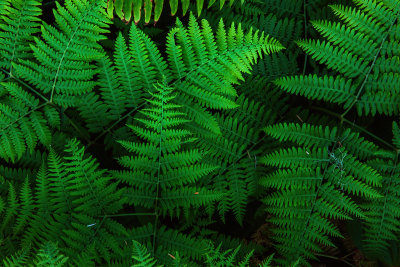 Fern
