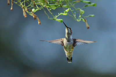 Hummer