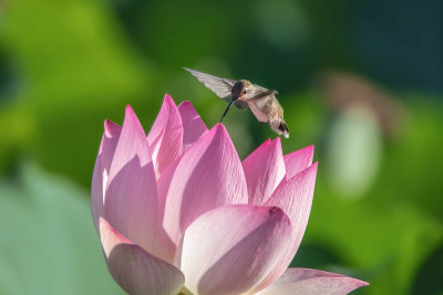 Hummer on Waterlily