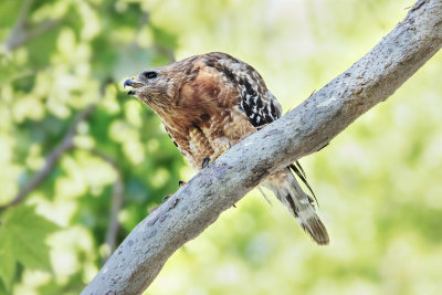 Red-shouldered Hawk