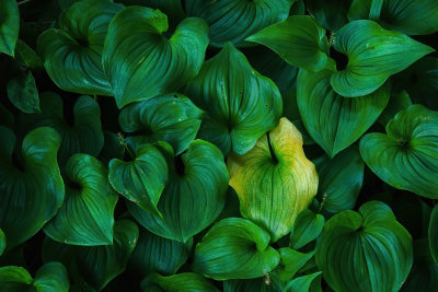 Yellow in Green
