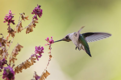 Hummer & Flowers