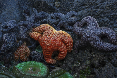 Sea Stars