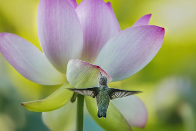 Hummer Loves Waterlily