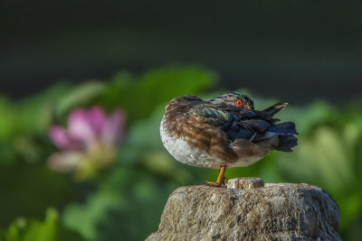 Wood Duck in Lotus Pond