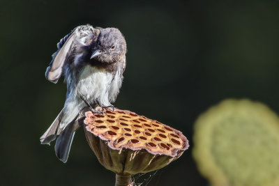 Black Phoebe