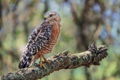 Red-shouldered Hawk