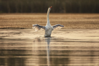 Morning Stretch