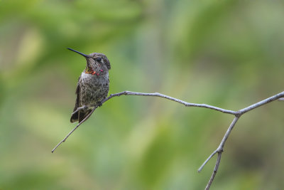 Anna's Hummingbird