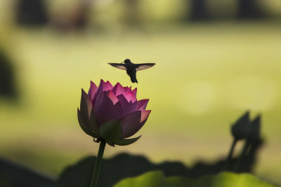 Hummer & Waterlily