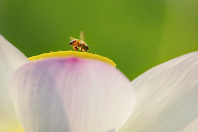 Bee on Waterlily