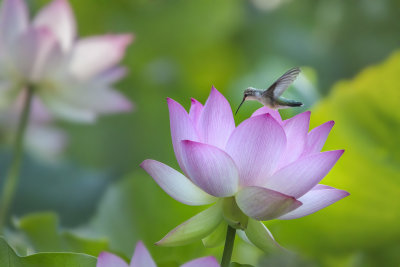 Hummer & Waterlily