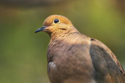 Morning Dove