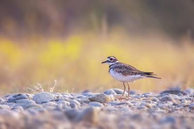 Killdeer