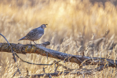 California Quail