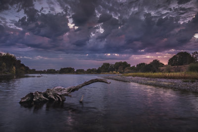 Elephant in the River