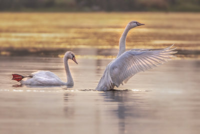 Morning Swan