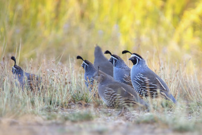 California Quails