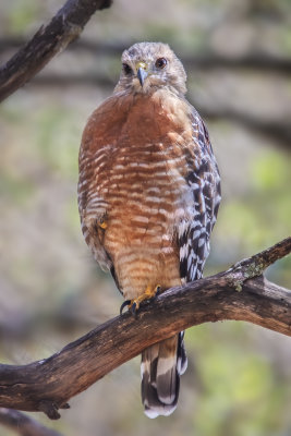 Red-shouldered Hawk