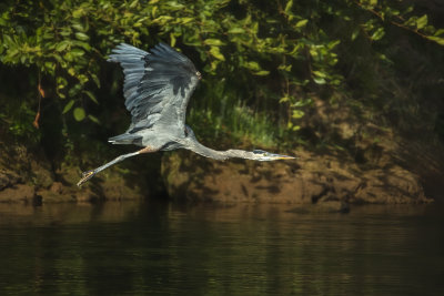 Blue Heron