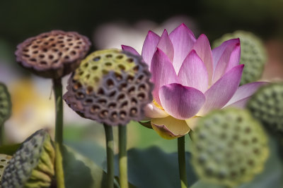 Lotus