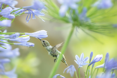 Hummer & Flowers