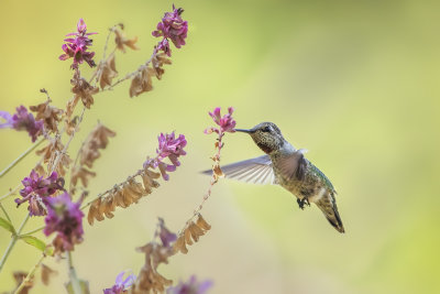 Hummer & Flowers